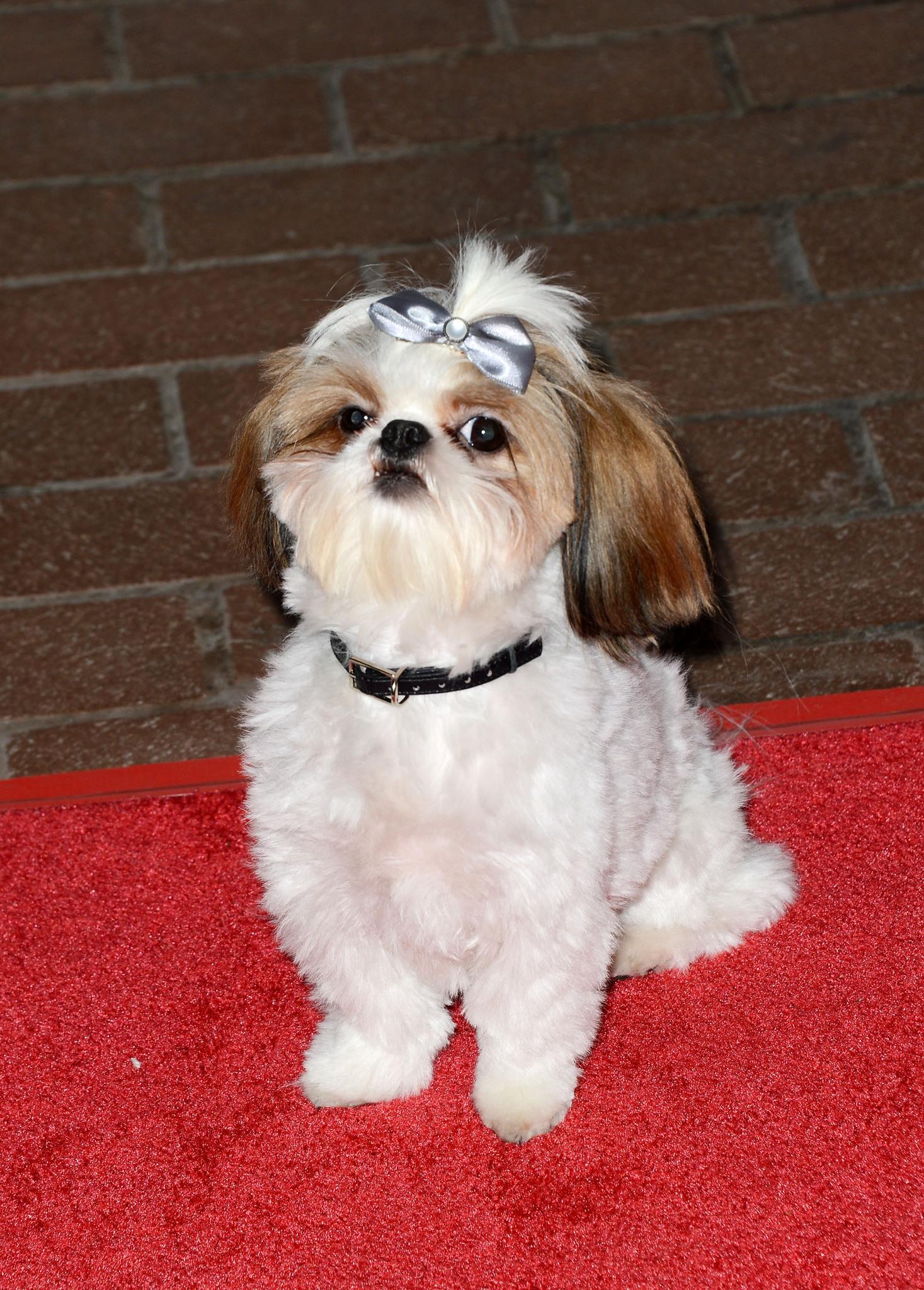 actor Bonny large photo