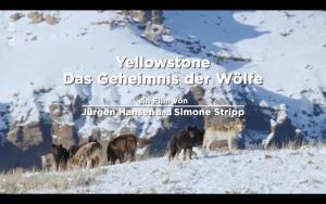 Yellowstone - Das Geheimnis der Wölfe [Version française]