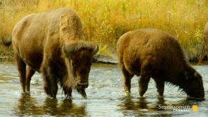 The Last Buffalo [ترجمة عربية]