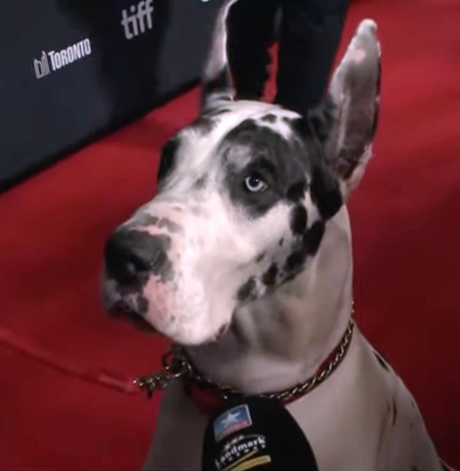 actor Bing large photo