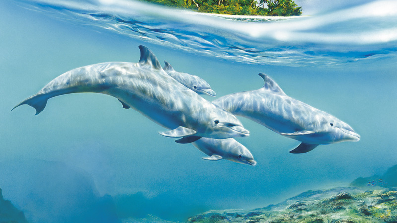 Island of the Blue Dolphins Study Guide