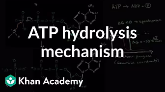 Cellular respiration | Biology | Khan Academy