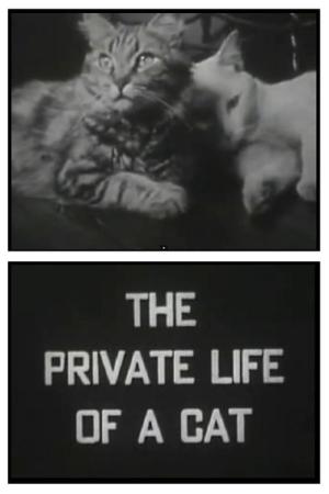 The Private Life of a Cat [Kurdish]