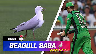 ICONIC MOMENT! Seagull Survives In Remarkable Recovery | #BBL04