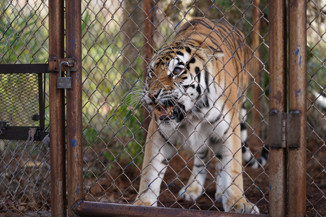 actor Schicka large photo