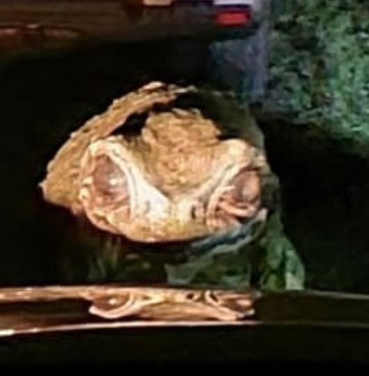 actor Ali Daniels large photo