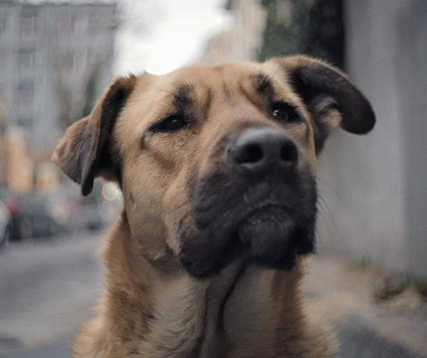 actor Zeytin large photo