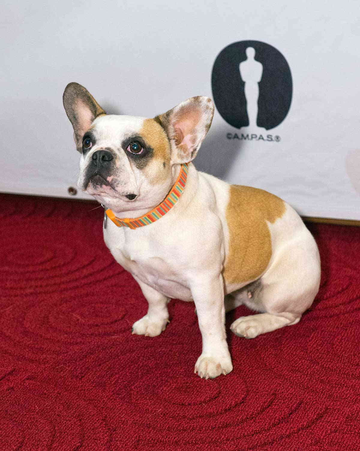 actor Brigitte the Dog large photo