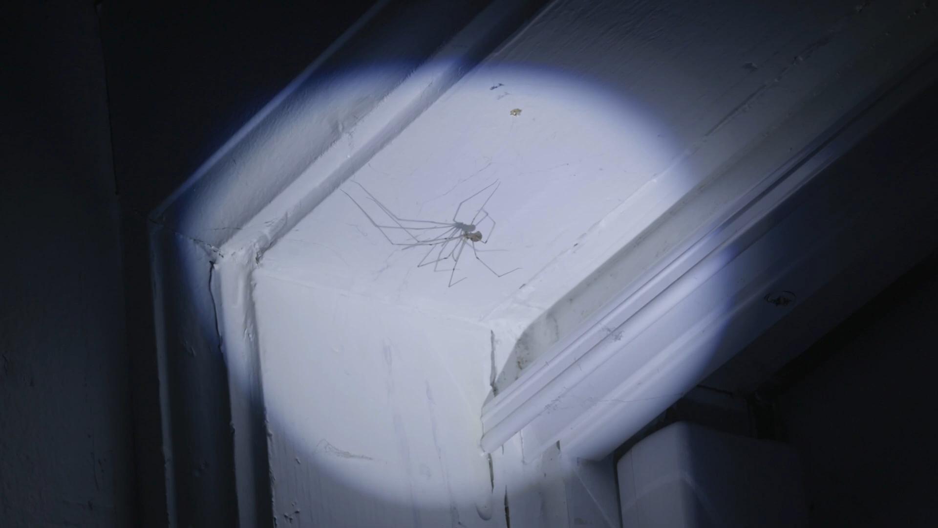 actor Unnamed Spider large photo