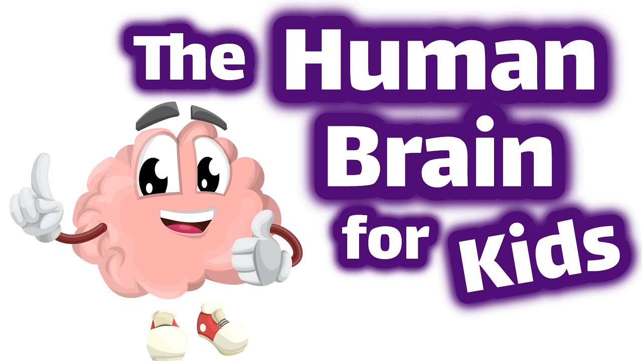 🧠 The Human Brain & More: Human Anatomy Science for Kids