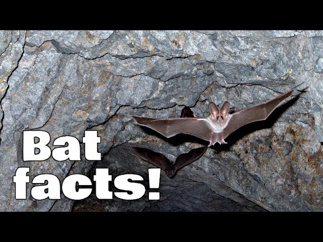 π¦ Bats and Beyond: Exploring Cool Animals for Kids π background