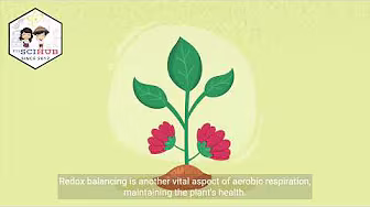 GRADE 9 BIOLOGY: Aerobic Respiration in Plants