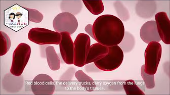 GRADE 9 BIOLOGY: CIRCULATORY SYSTEM