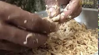 Cultivation and Production of Shrimp Paste seg2 | Bio Agro