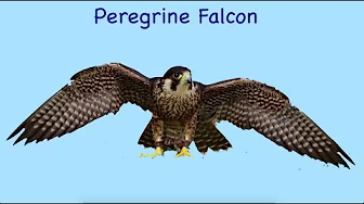 The fastest animal is not the cheetah! | Animal Superlatives in Tagalog | Opposites in Tagalog