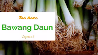 Leaf Onion seg1 | Bio Agro