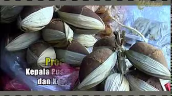 Sugarcane Cultivation seg1 | Bio Agro