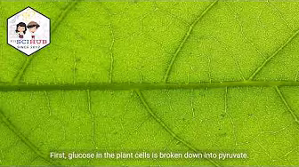 GRADE 9 BIOLOGY: Plant Respiration in the Absence of Oxygen