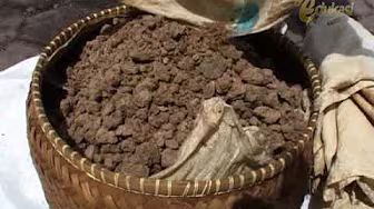 Cultivation and Production of Shrimp Paste seg3 | Bio Agro