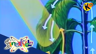 Plant Parts and Functions | Sineskwela