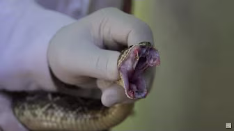 O segredo do veneno da cascavel