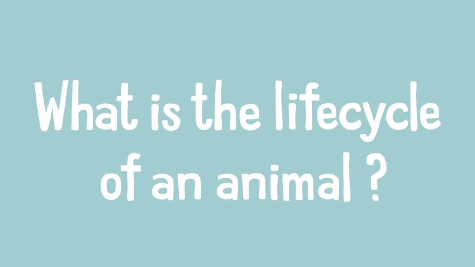 S1E9 How Do Animals Grow?
