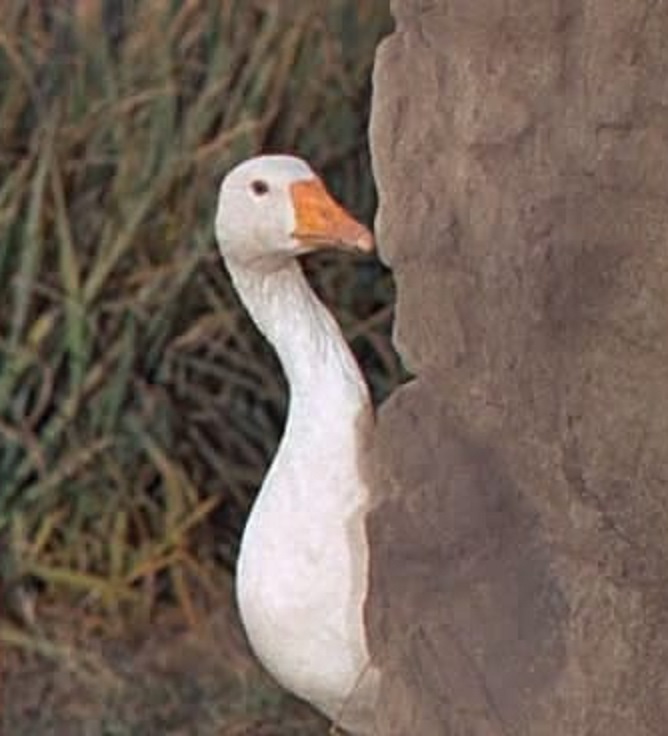 actor Samantha the Goose large photo