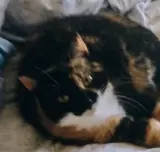 Abigail