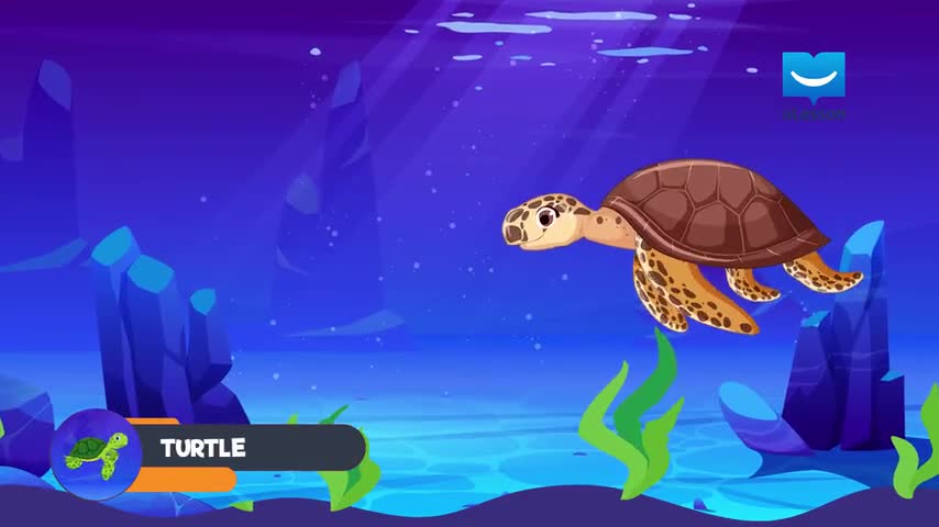 Turtle