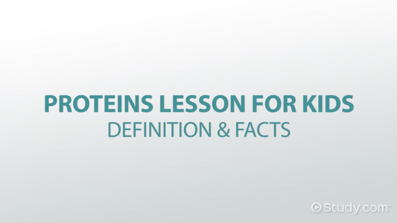 Proteins Lesson for Kids: Definition & Facts