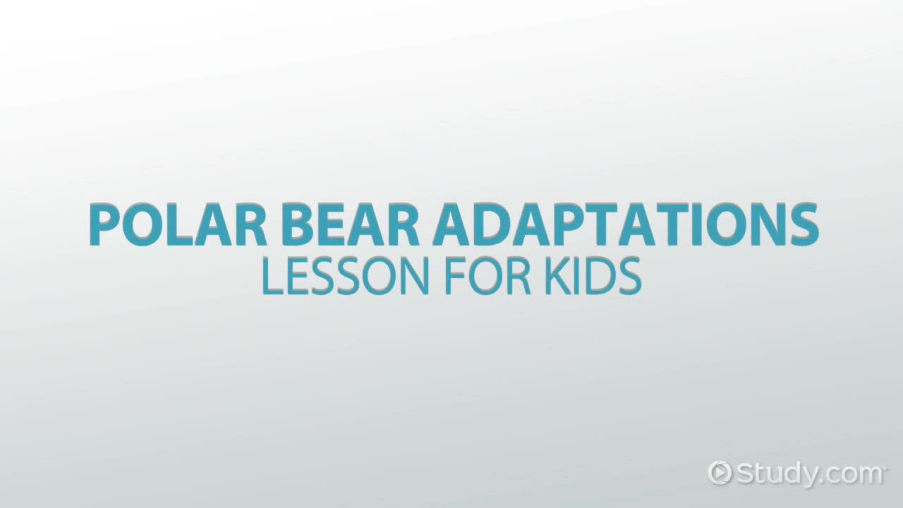 Polar Bear Adaptations: Lesson for Kids