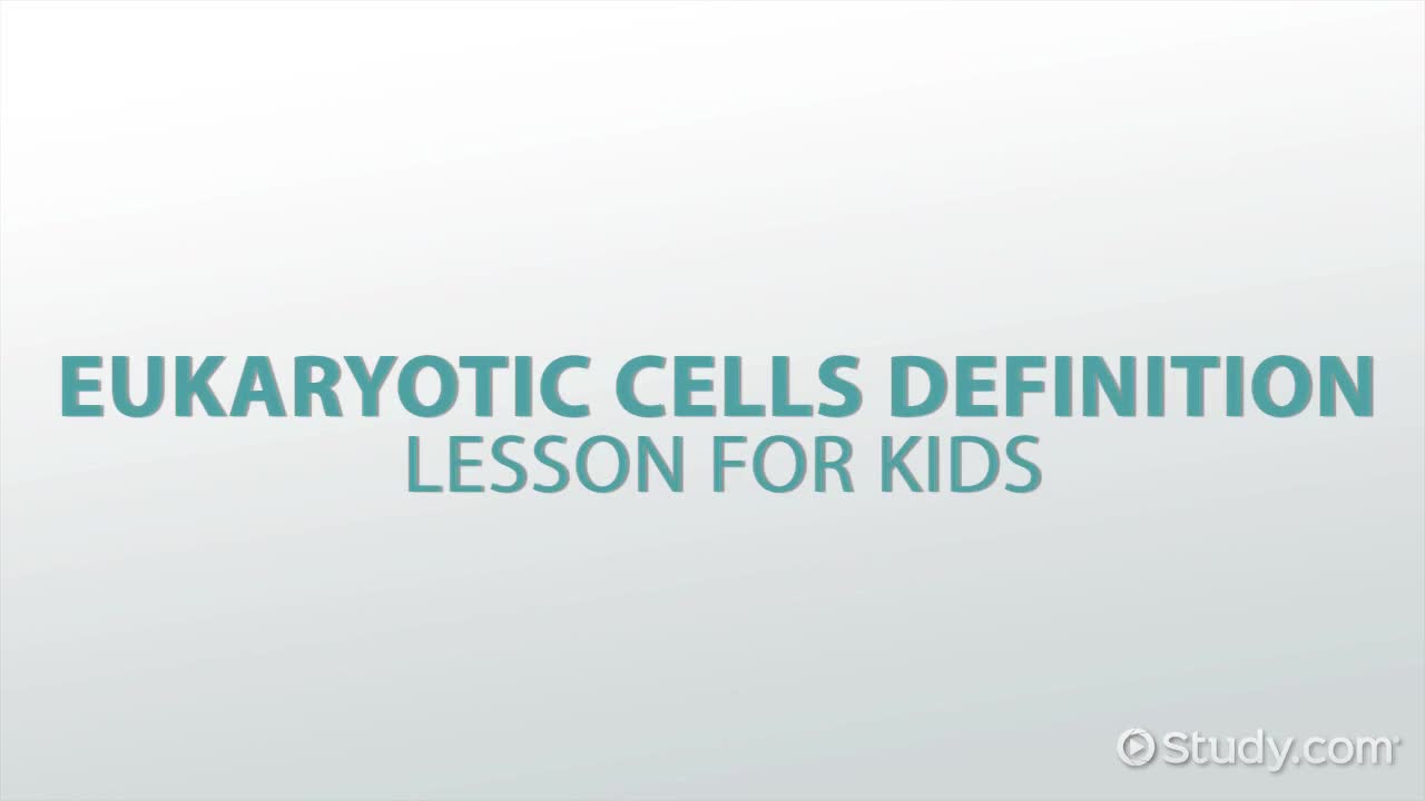Eukaryotic Cells Definition: Lesson for Kids