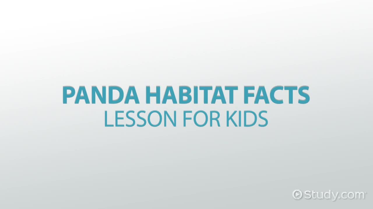 Panda Habitat Facts: Lesson for Kids