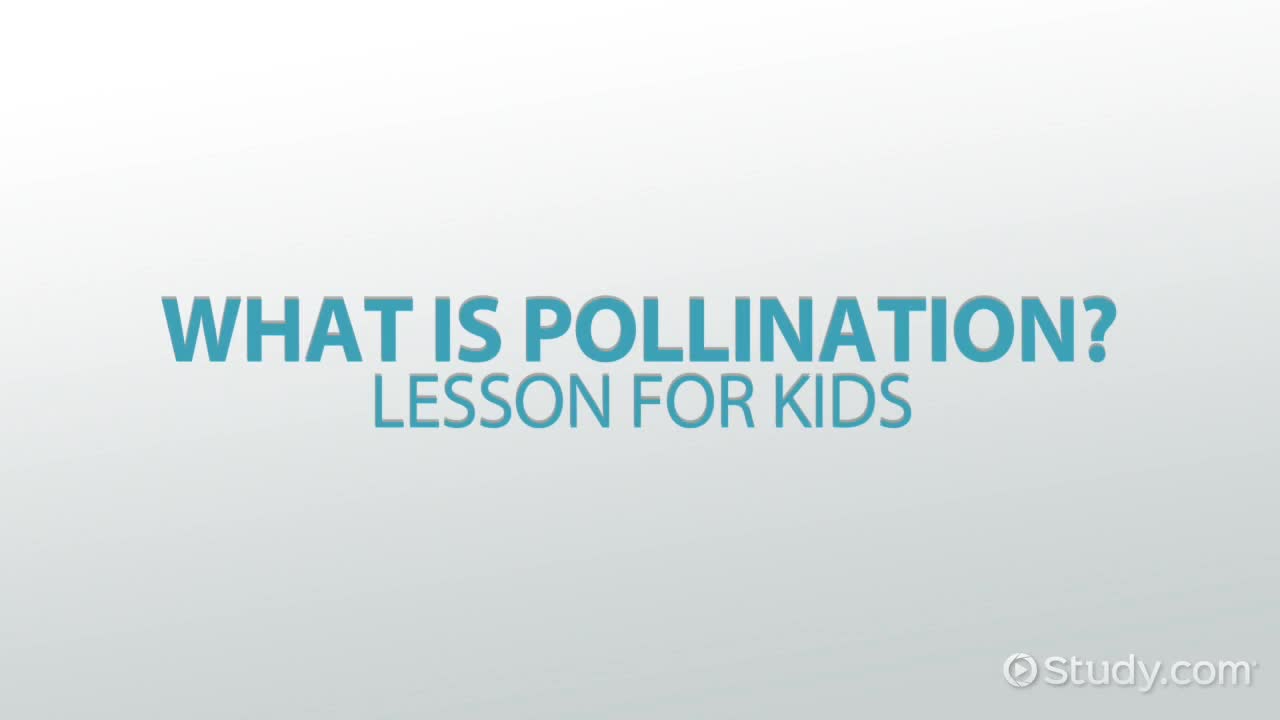 What is Pollination? - Lesson for Kids