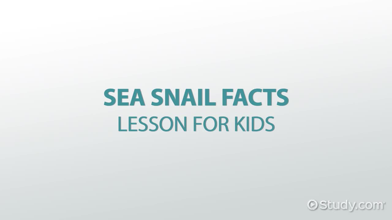 Sea Snail Facts: Lesson for Kids