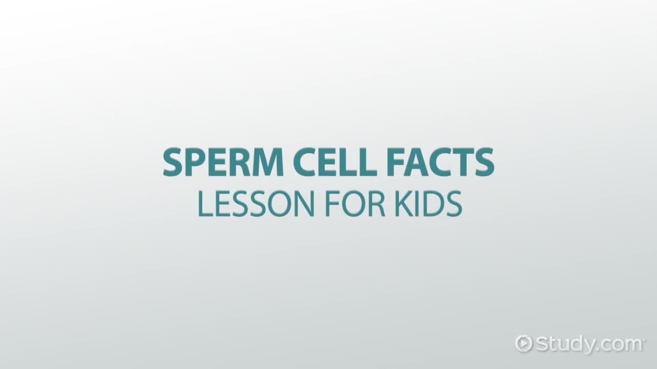 Sperm Cell Facts: Lesson for Kids