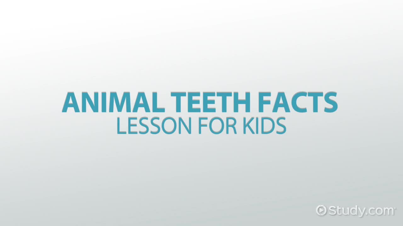 Animal Teeth Facts: Lesson for Kids