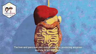 Biyolohiya Baitang 9: Sistemang Panunaw