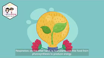 GRADE 9 BIOLOGY: Magkatuwang na Paggana ng Respiration at Photosynthesis sa mga Halaman