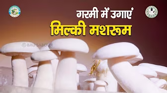 Mushroom Cultivation ( मशरूम की खेती)
