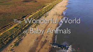 The Wonderful World of Baby Animals