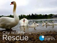 City Wildlife Rescue