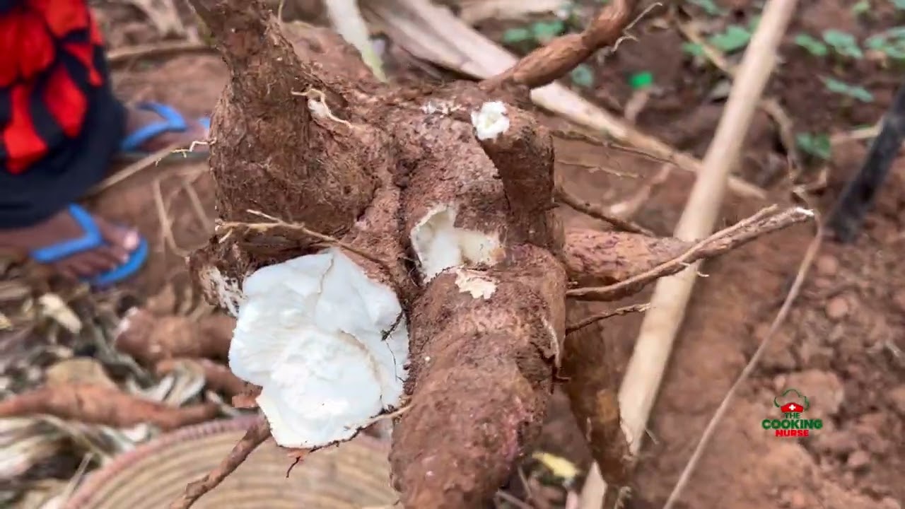 How to harvest cassava in Uganda