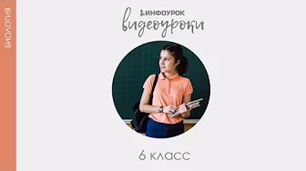 ВИДЕОУРОКИ: Биология 6 класс background