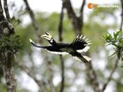 The Amazon of the East