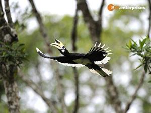 The Amazon of the East