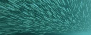 The Ocean's Greatest Feast
