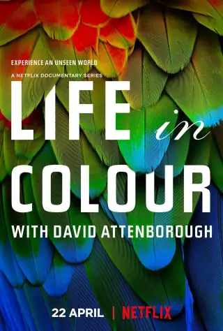 Life in Colour
