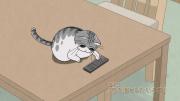 Nights with a Cat
