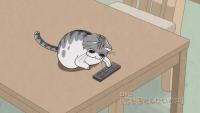 Nights with a Cat
